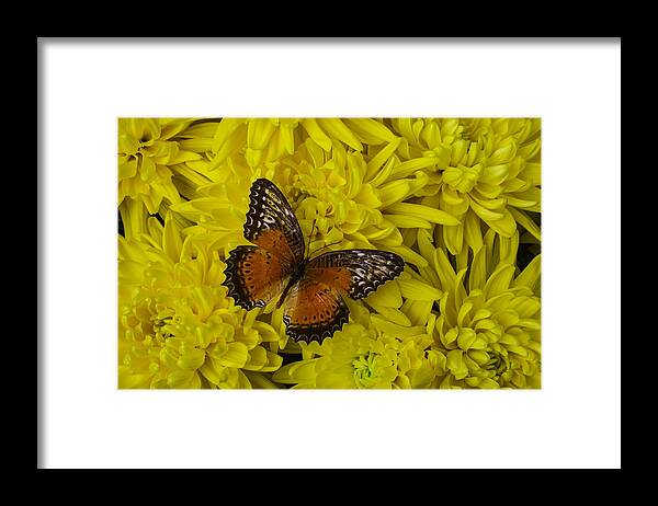 Mum Framed Print featuring the photograph Orange Butterfly On Yellow Mums by Garry Gay