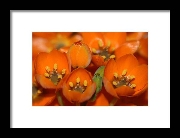 Orange Framed Print featuring the photograph Orange by Cheryl Day