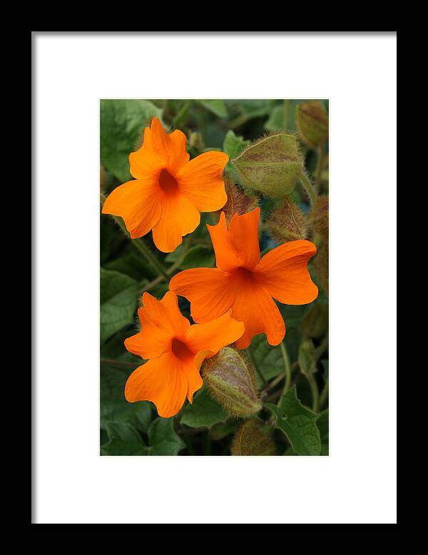 Orange Framed Print featuring the photograph Orange Clock Vine by Tammy Pool