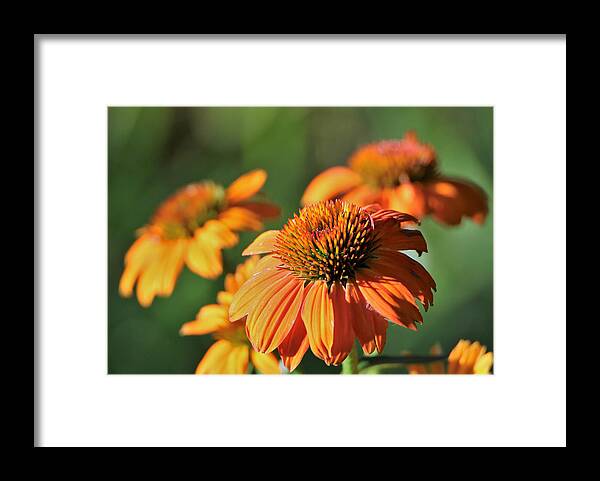 Nature Framed Print featuring the photograph Orange Cone Flowers in Morning Light by Sheila Brown