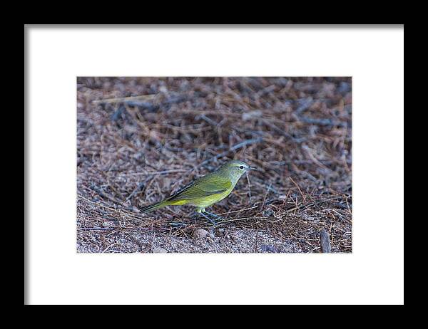 Orange Framed Print featuring the photograph Orange-crowned Warbler by Douglas Killourie