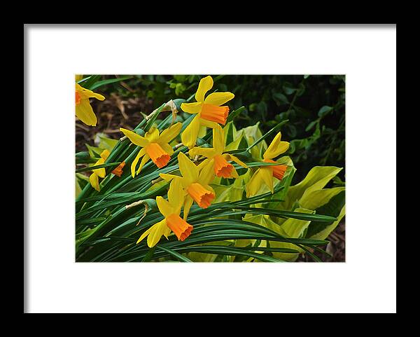 Narcissus Framed Print featuring the photograph Orange Cup Narcissus by Janis Senungetuk