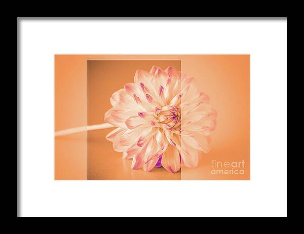 Autumn Framed Print featuring the photograph orange Dahlia by Amanda Mohler