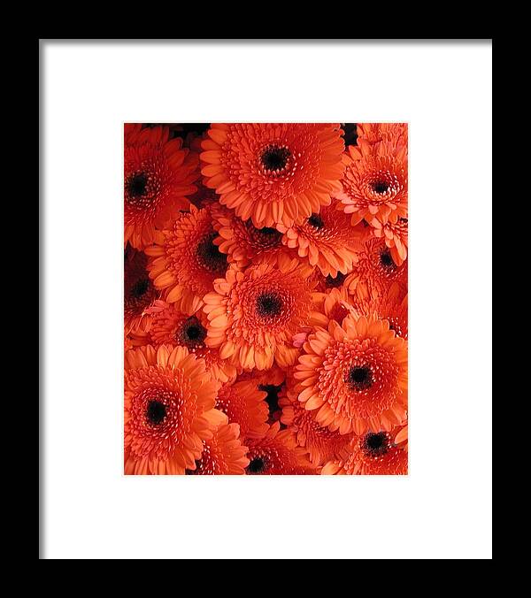 Flowers Framed Print featuring the photograph Orange Daisies by Tom Reynen