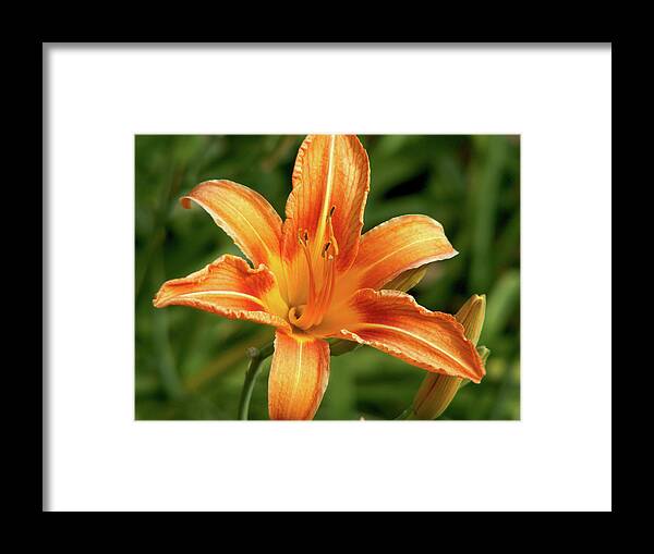 Lily Framed Print featuring the photograph Orange Delight by Lisa Blake