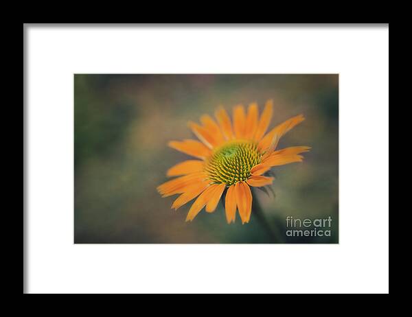 Echinacea Framed Print featuring the photograph Orange Echinacea Dreams by Susan Gary
