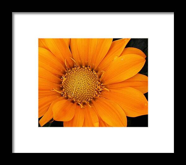 Flora Framed Print featuring the photograph Orange Explosion by Bruce Bley