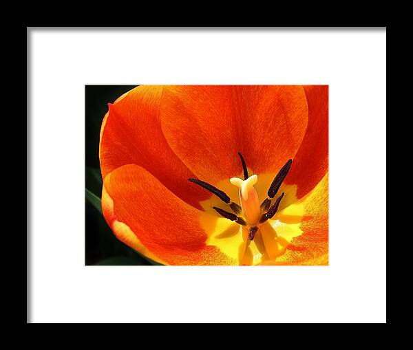 Flora Framed Print featuring the photograph Orange Fiesta by Bruce Bley