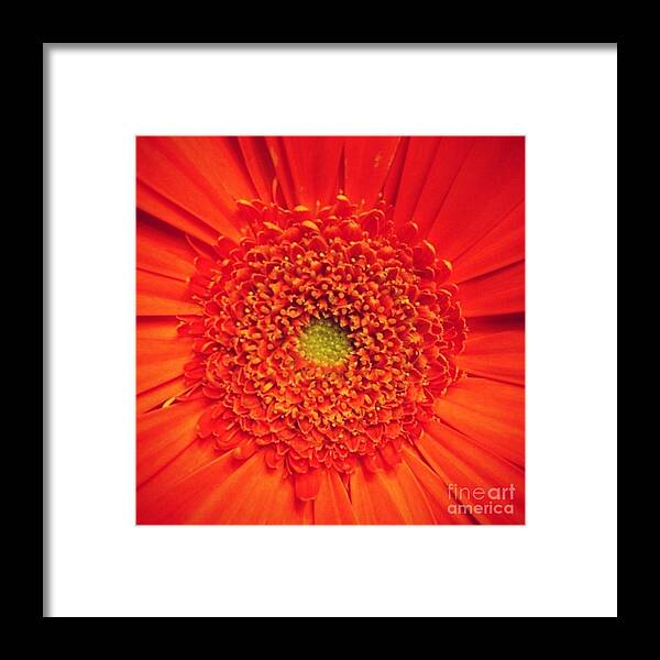 Flower Framed Print featuring the photograph Orange for Andy by Denise Railey