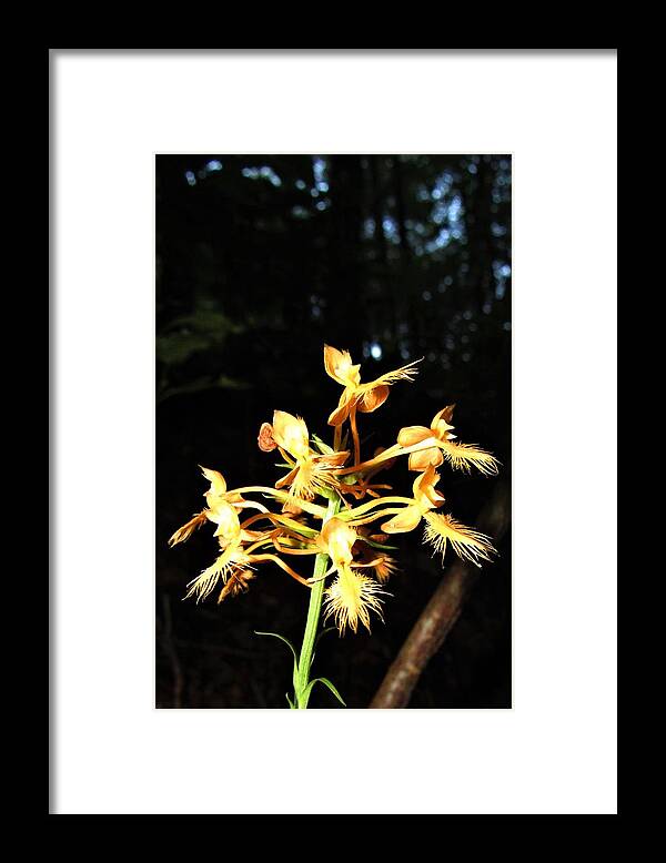 Orange Fringed Orchid Appalachian Orchids Appalachian Wildflowers Orange Orchids Orange Wildflowers Orange Flowers Botanical Diversity Nc Wildflowers Nc Biodiversity Appalachian Ecology Appalachian Flora Wild Botany Wild Orchids Forest Flowers Woodland Flowers Mountain Flowers Framed Print featuring the photograph Orange Fringed Orchid by Joshua Bales