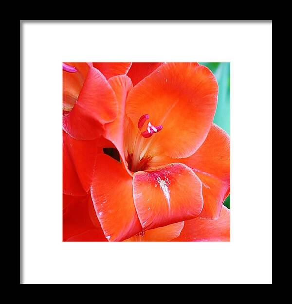 Flora Framed Print featuring the photograph Orange Gladiola by Bruce Bley