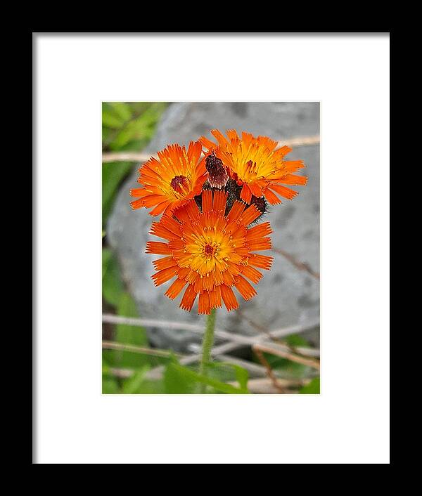 Lupins Framed Print featuring the photograph Orange Hawkweed by Michael Graham