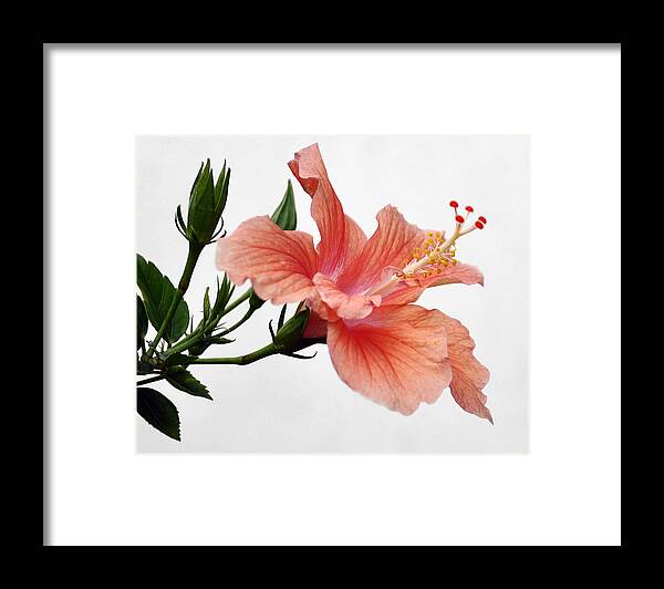 Flora Framed Print featuring the photograph Orange Hibiscus by Sandy Poore