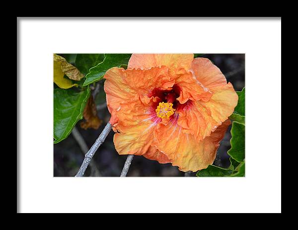 Flower Framed Print featuring the photograph Orange Hibiscus with Ruffled Petals by Amy Fose