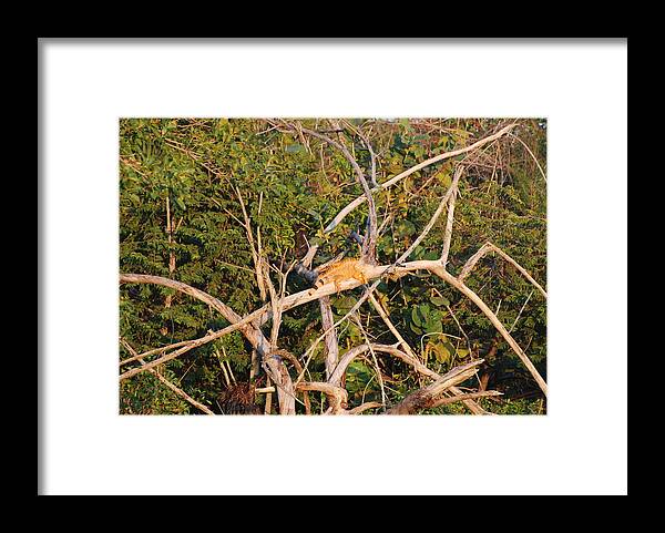 Wood Framed Print featuring the photograph Orange Iguana by Rob Hans