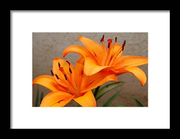 Flower Framed Print featuring the photograph Orange Lilies 2 by Amy Fose