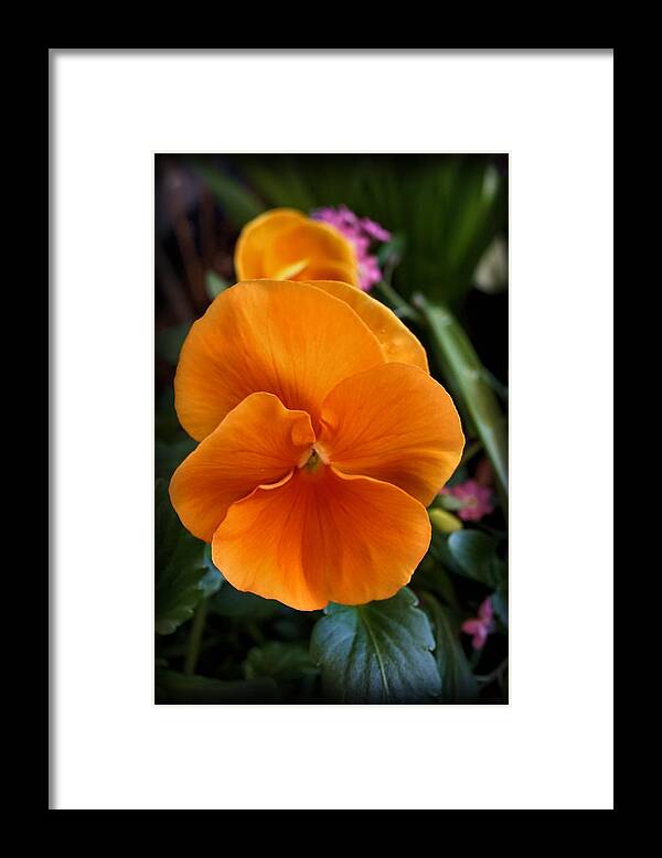 Orange Framed Print featuring the photograph Orange Pansy by Lilia S