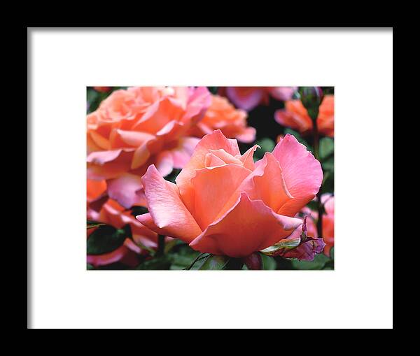 Rose Framed Print featuring the photograph Orange-Pink Roses by Rona Black