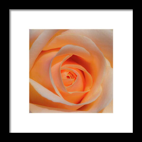 Rose Framed Print featuring the photograph Orange Rose by David Freuthal