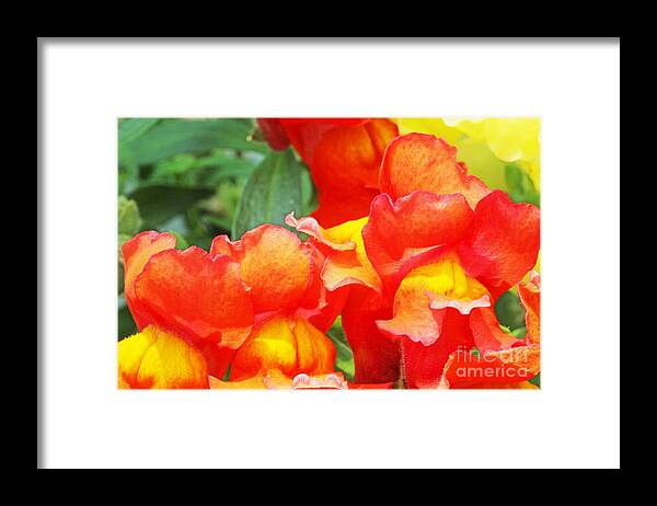 Orange Framed Print featuring the photograph Orange, Snap Dragons by David Frederick