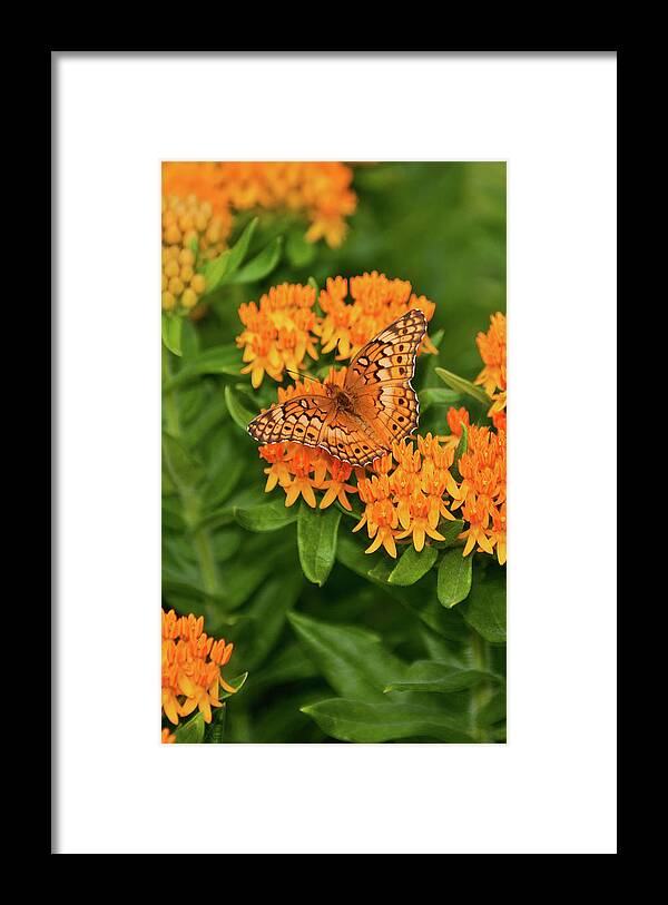 Variegated Fritillary Framed Print featuring the photograph Orange Splendor by Betty LaRue