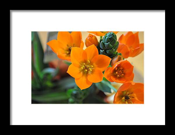 Orange Framed Print featuring the photograph Orange Star by Bridgette Gomes