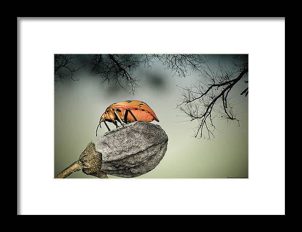 Stink Bug Framed Print featuring the photograph Orange stink bug 001 by Kevin Chippindall