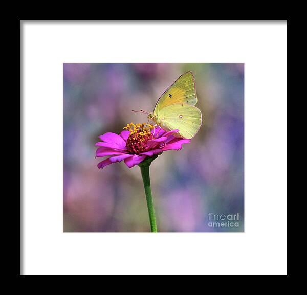 Butterfly Framed Print featuring the photograph Orange Sulphur Butterfly Pastels by Karen Adams