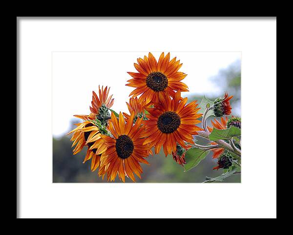 Sunflower Framed Print featuring the photograph Orange Sunflower 1 by Amy Fose
