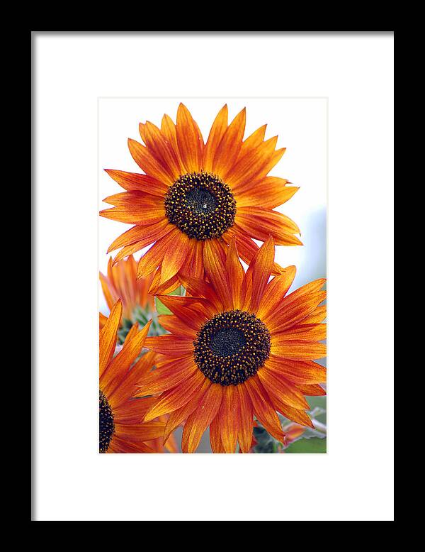 Sunflower Framed Print featuring the photograph Orange Sunflower 2 by Amy Fose