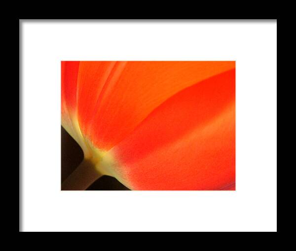 Tulip Framed Print featuring the photograph Orange by Thomas Pipia