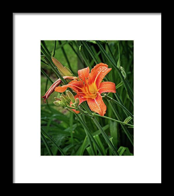 Orange Tiger Lily Portrait Framed Print featuring the photograph Orange Tiger Lily Portrait by Gwen Gibson