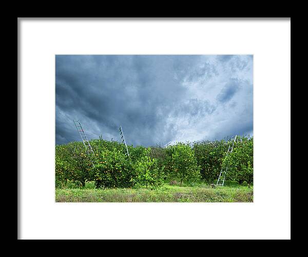 Dramatic Sky Oranges Fruit Ladders Framed Print featuring the photograph Orange tree by Carolyn D'Alessandro