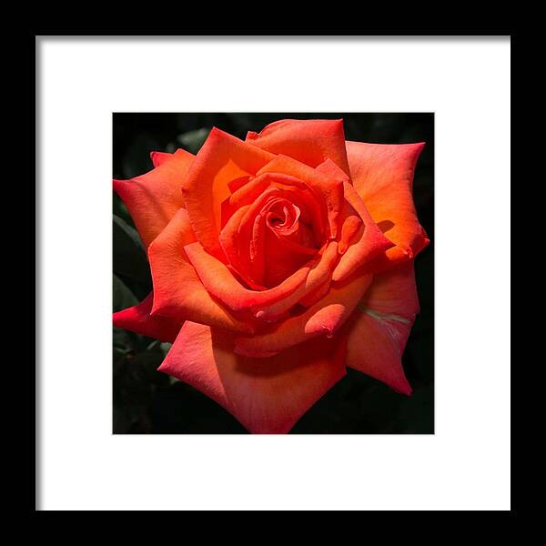 Beautiful Framed Print featuring the photograph Orange Tropicana Rose by Michael Moriarty