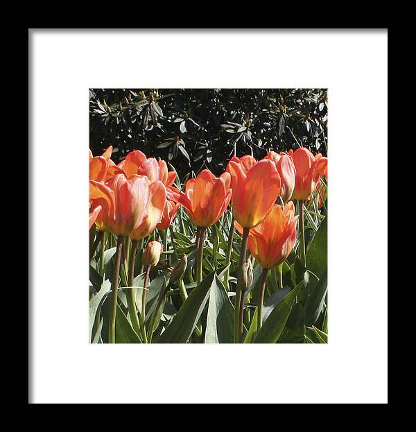 Tulips Framed Print featuring the photograph Orange Tulip 2nd panel panorama by Mary Gaines