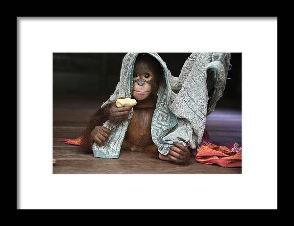 00486841 Framed Print featuring the photograph Orangutan 2yr Old Infant Holding Banana by Suzi Eszterhas