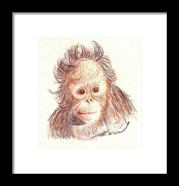 Orangutan Framed Print featuring the drawing Orangutan by Julie L Hoddinott