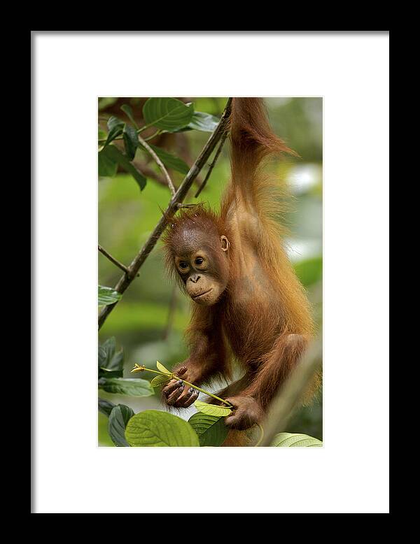 Npl Framed Print featuring the photograph Orangutan Pongo Pygmaeus Baby Swinging by Christophe Courteau