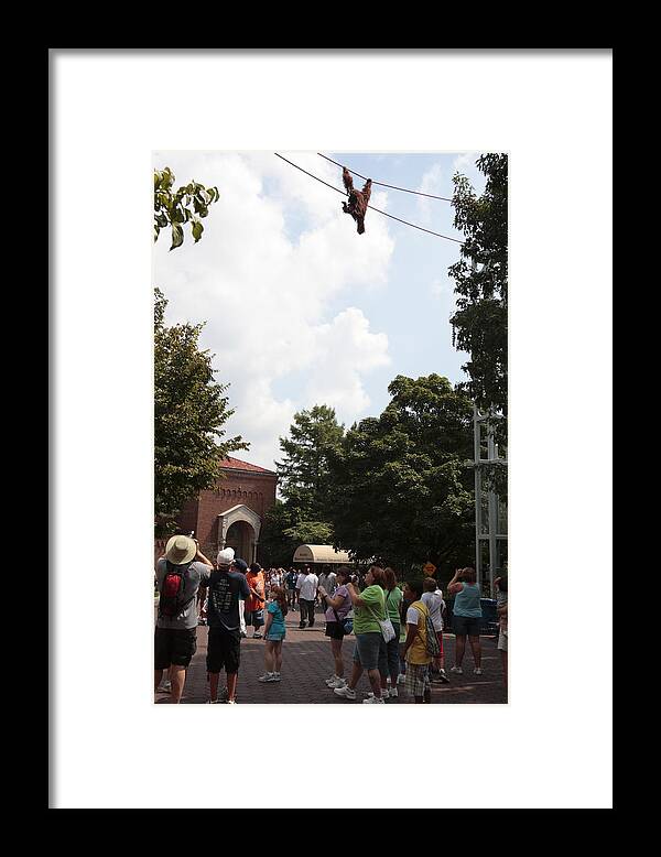 Cable Framed Print featuring the photograph Orangutan Swings over Tourists at the National Zoo in Washington by William Kuta
