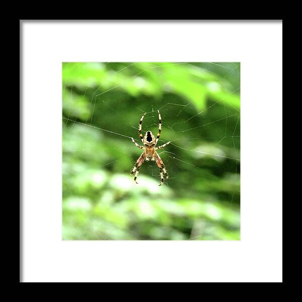 Spider Framed Print featuring the photograph Orb Weaver by Azthet Photography