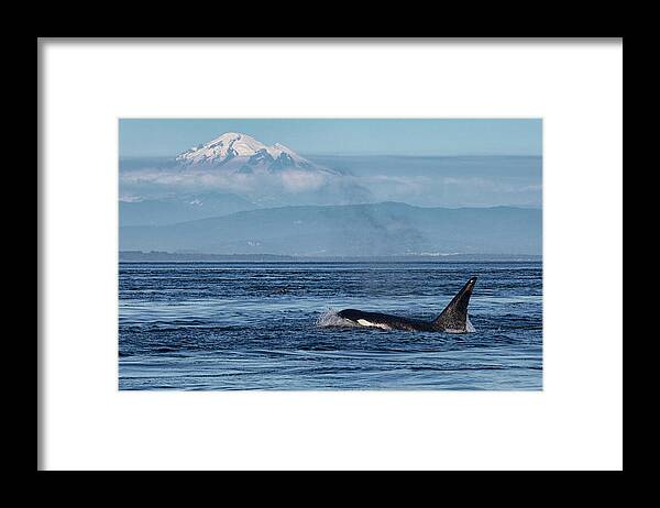 Orca Framed Print featuring the photograph Orca Male With Mt Baker by Randy Hall