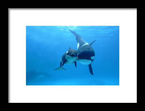 Mp Framed Print featuring the photograph Orca Mother And Newborn by Hiroya Minakuchi