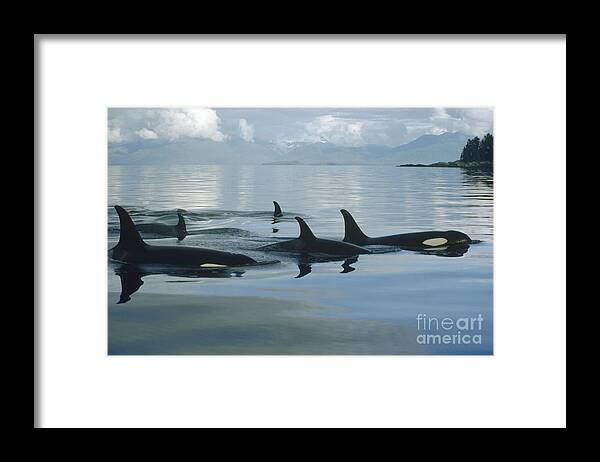 00079478 Framed Print featuring the photograph Orca Pod Johnstone Strait Canada by Flip Nicklin