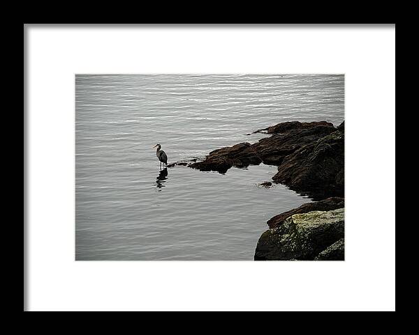 Orcas Island Framed Print featuring the photograph Orcas Island Bird by Carol Eliassen
