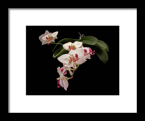 Finland Framed Print featuring the photograph Orchid 3 by Jouko Lehto