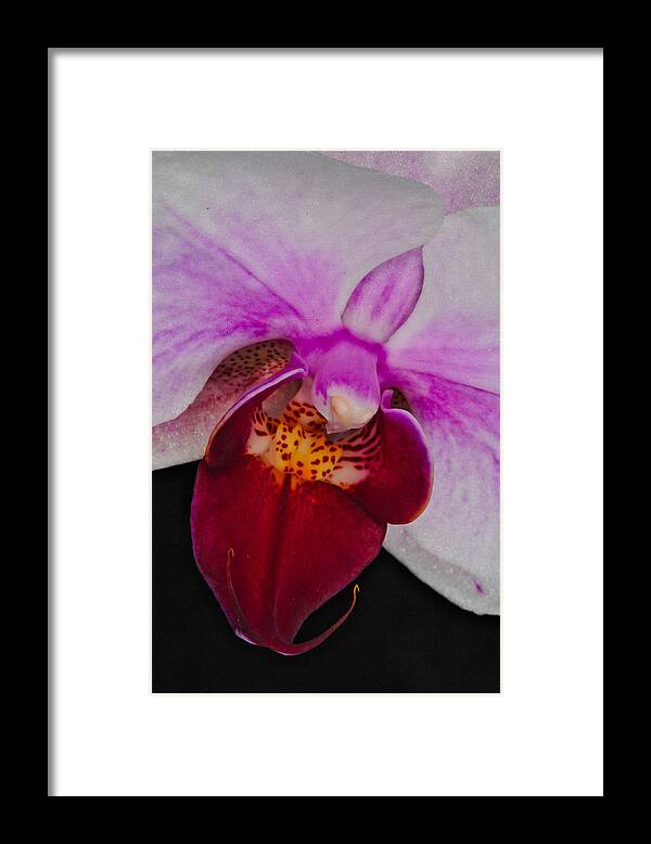 Orchid Framed Print featuring the photograph Orchid 376 by Wesley Elsberry