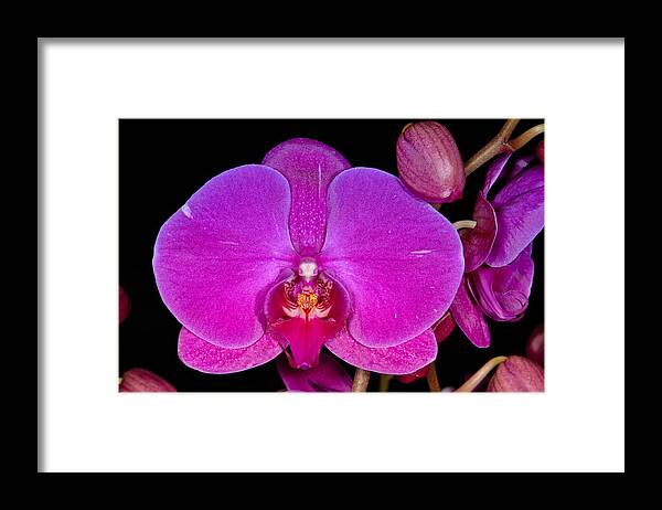 Flower Framed Print featuring the photograph Orchid 424 by Wesley Elsberry