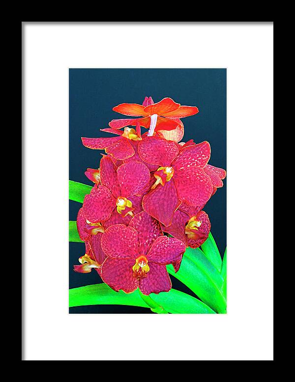 Flower Framed Print featuring the photograph Orchid-5-St Lucia by Chester Williams
