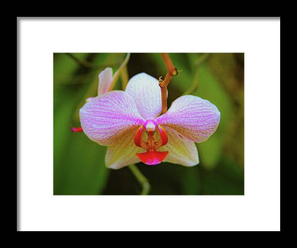Bonnie Follett Framed Print featuring the photograph Orchid Blush by Bonnie Follett