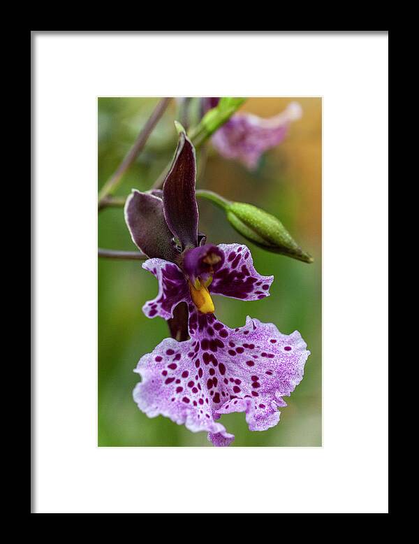 Orchid Framed Print featuring the photograph Orchid - Caucaea rhodosticta by Heiko Koehrer-Wagner